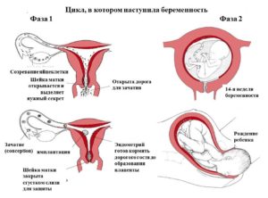 Как происходит зачатие ребёнка