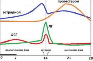 Лг повышен в фолликулярной фазе