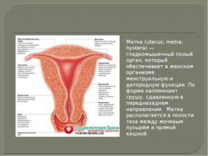 Функции матки в организме у женщины