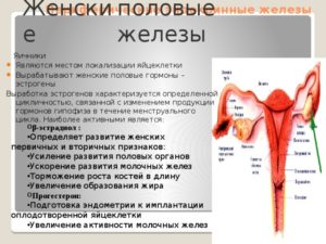 Половые железы у женщин