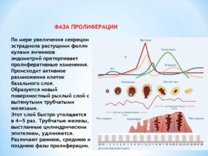 Эндометрий пролиферативного типа что это такое