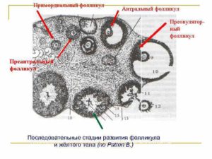 Антральные фолликулы что это такое