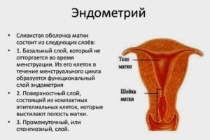 Что такое эндометрий тела матки