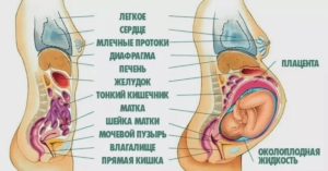 Расположение кишечника и матки