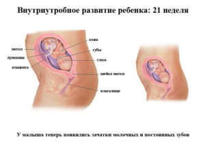 21 неделя беременности