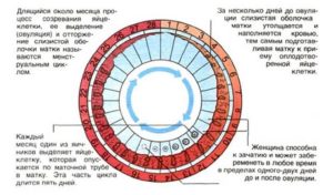 Возможно ли забеременеть во время месячных