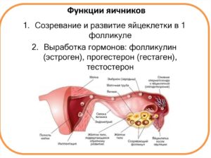 Как заставить работать яичник