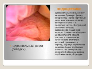 Что такое эндоцервикс в гинекологии