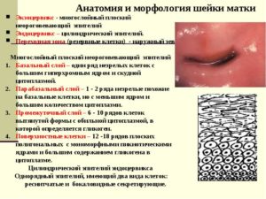 Что такое цилиндрический эпителий шейки матки