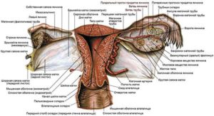 Анатомическое строение матки