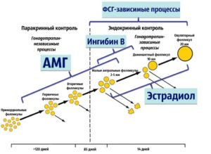 Антимюллеров гормон: на какой день цикла сдавать