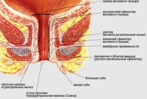 Парауретральная железа у женщин