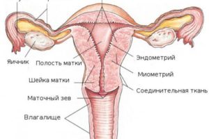 Как устроена матка