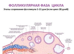 Фазы яичникового цикла