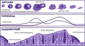 Как нарастить эндометрий для зачатия