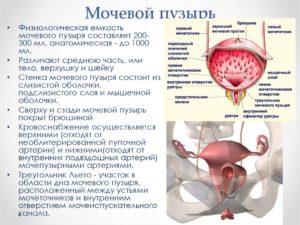 Ощущение наполненности мочевого пузыря у женщин