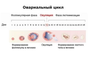 Фазы яичникового цикла