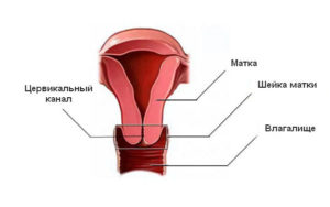 Что такое цервикальный канал и шейка матки
