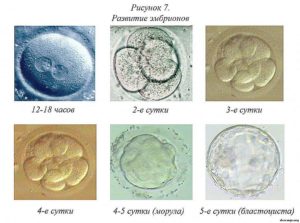 Развитие эмбриона при эко по дням
