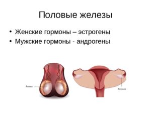 Половые железы у женщин