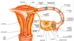 Как прикрепляется эмбрион к матке