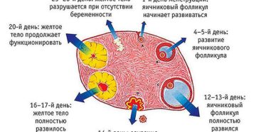 Размер желтого тела перед месячными