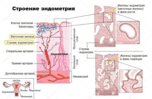 Строение эндометрия