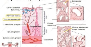 Строение эндометрия