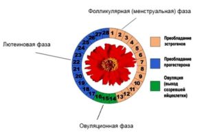 Фолликулярная фаза цикла что это