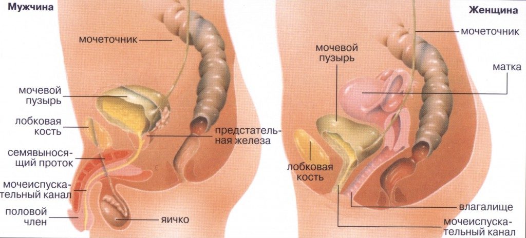 Во время секса болит матка