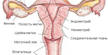 Строение матки женщины