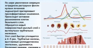 Эндометрий пролиферативный что это
