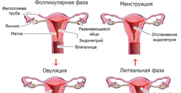 Месячные как происходит процесс