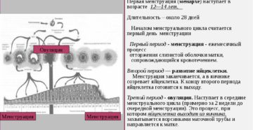 Когда созревает яйцеклетка для оплодотворения после месячных