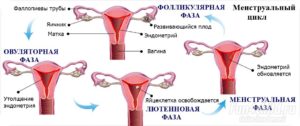 Почему нет овуляции при регулярных месячных