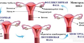 Почему нет овуляции при регулярных месячных