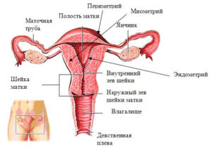Функции матки в организме у женщины