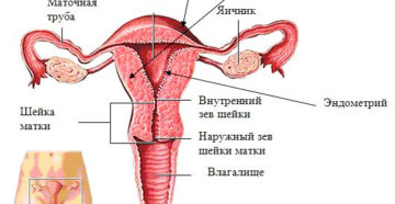 Функции матки в организме у женщины