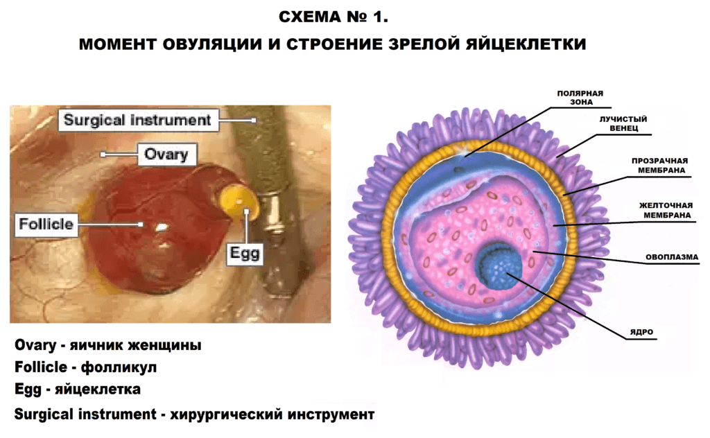 Размер яйцеклетки женщины