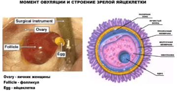 Размер яйцеклетки женщины