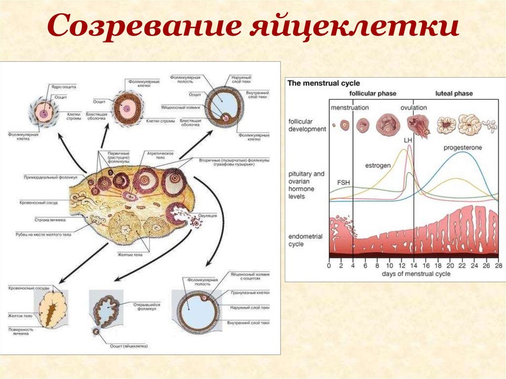 Как созревает яйцеклетка у женщины