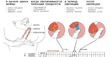 Перед месячными шейка матки твердая