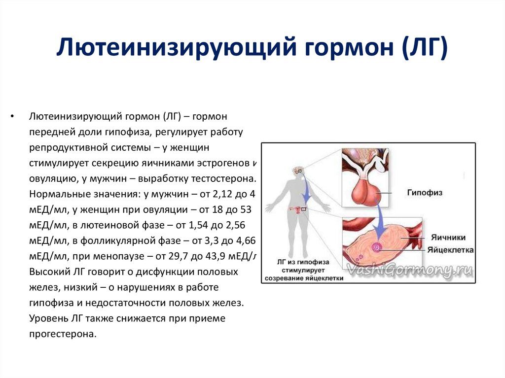 Лг гормон что это такое