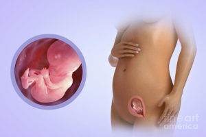 14 неделя беременности: развитие плода, ощущения в животе