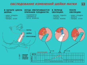 Шейка матки перед месячными на ощупь