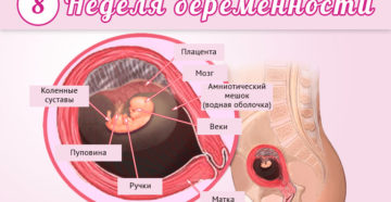 8 неделя беременности