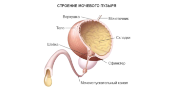 Спазм мочевого пузыря у мужчин