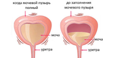 Постоянное ощущение полного мочевого пузыря у женщин