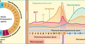 Фазы цикла у женщины по дням