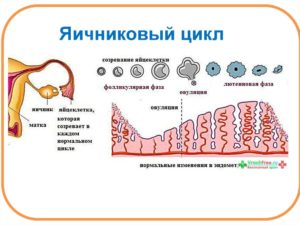 Фазы яичникового цикла